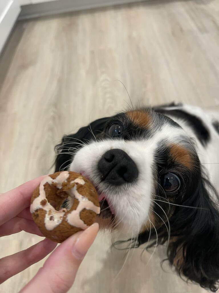 Mini Doggie Doughnuts