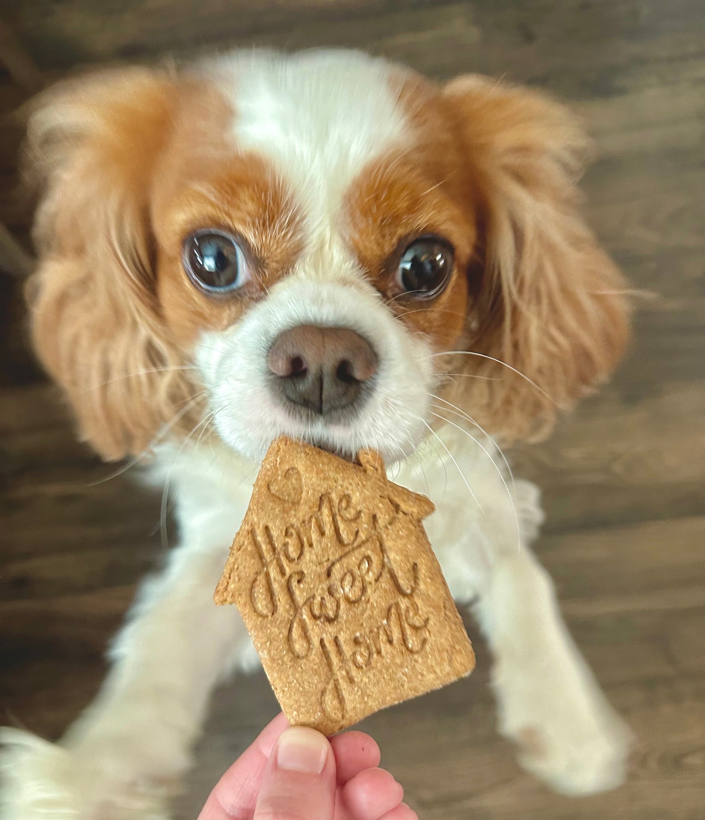 Welcome Home Cookies