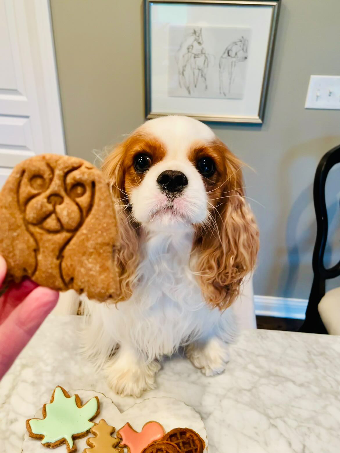 Cavalier Cookies
