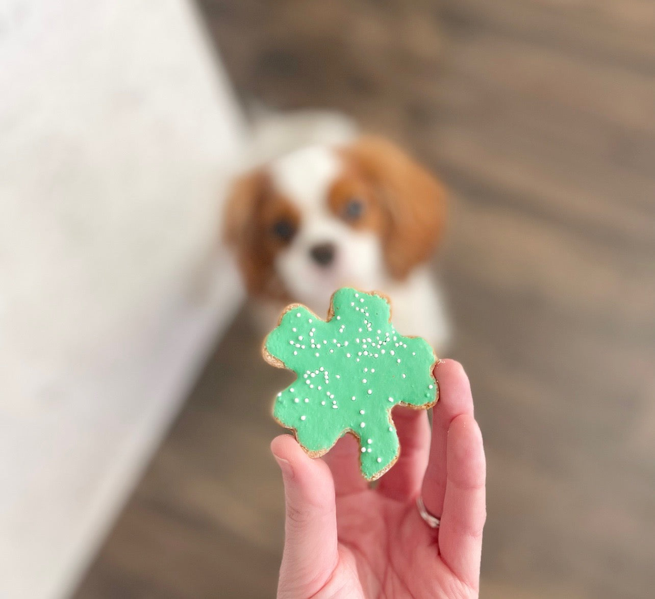 Iced Four Leaf Clovers