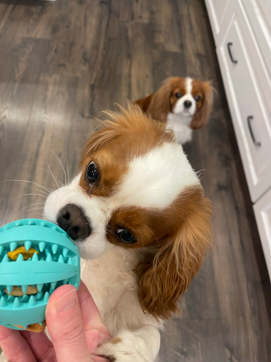 Interactive Treat Ball