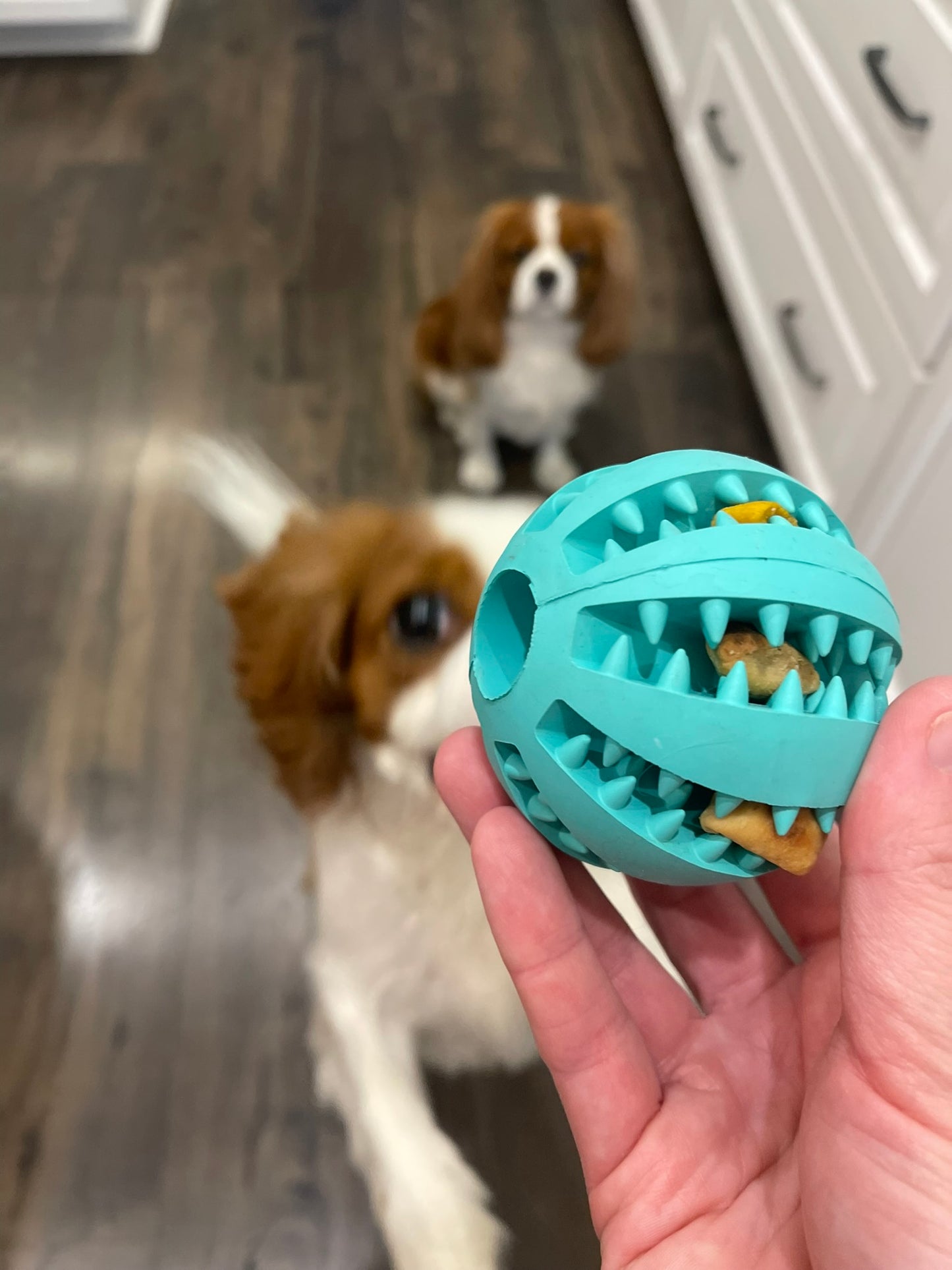 Interactive Treat Ball