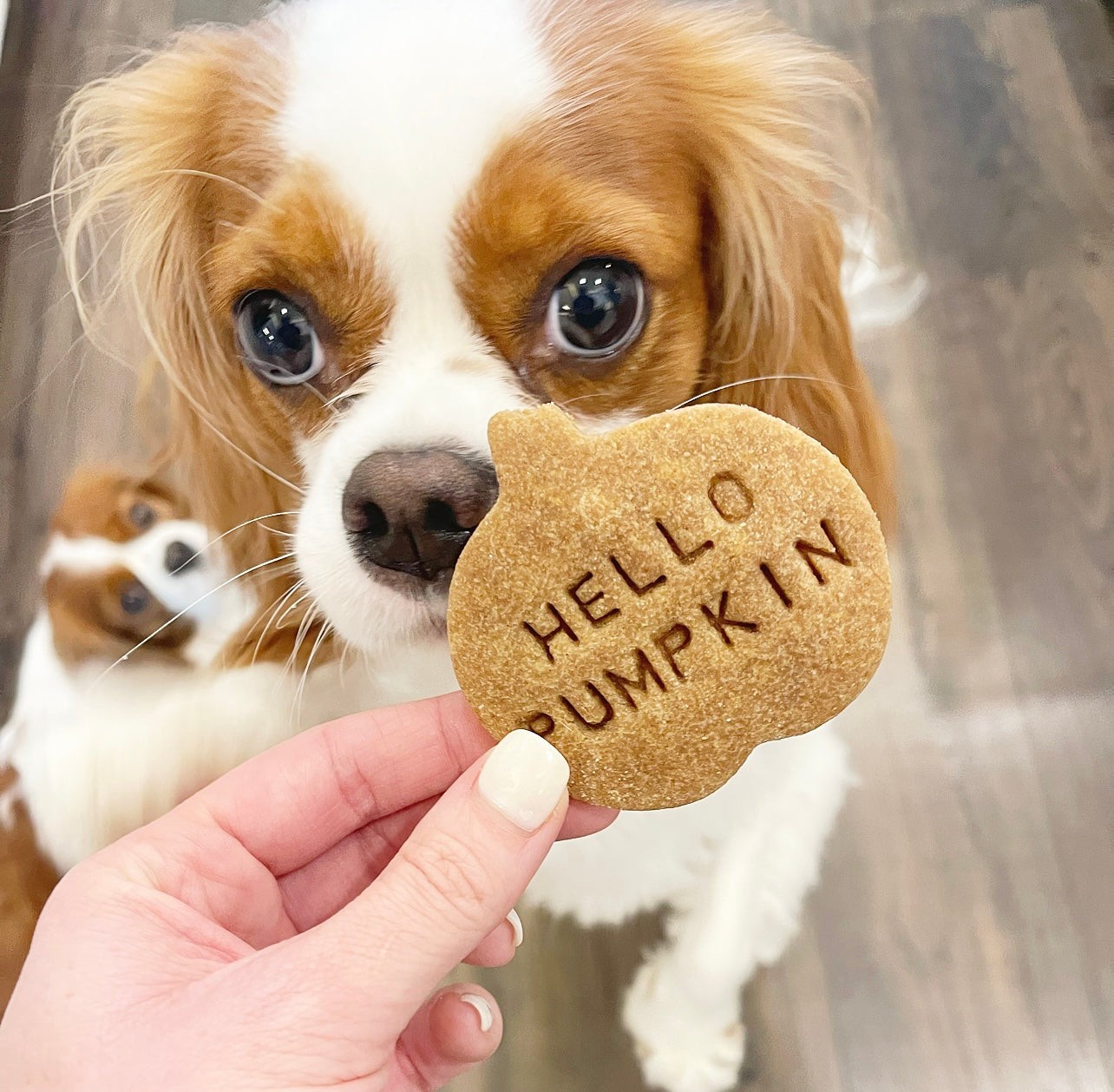 Hello Pumpkin Cookies