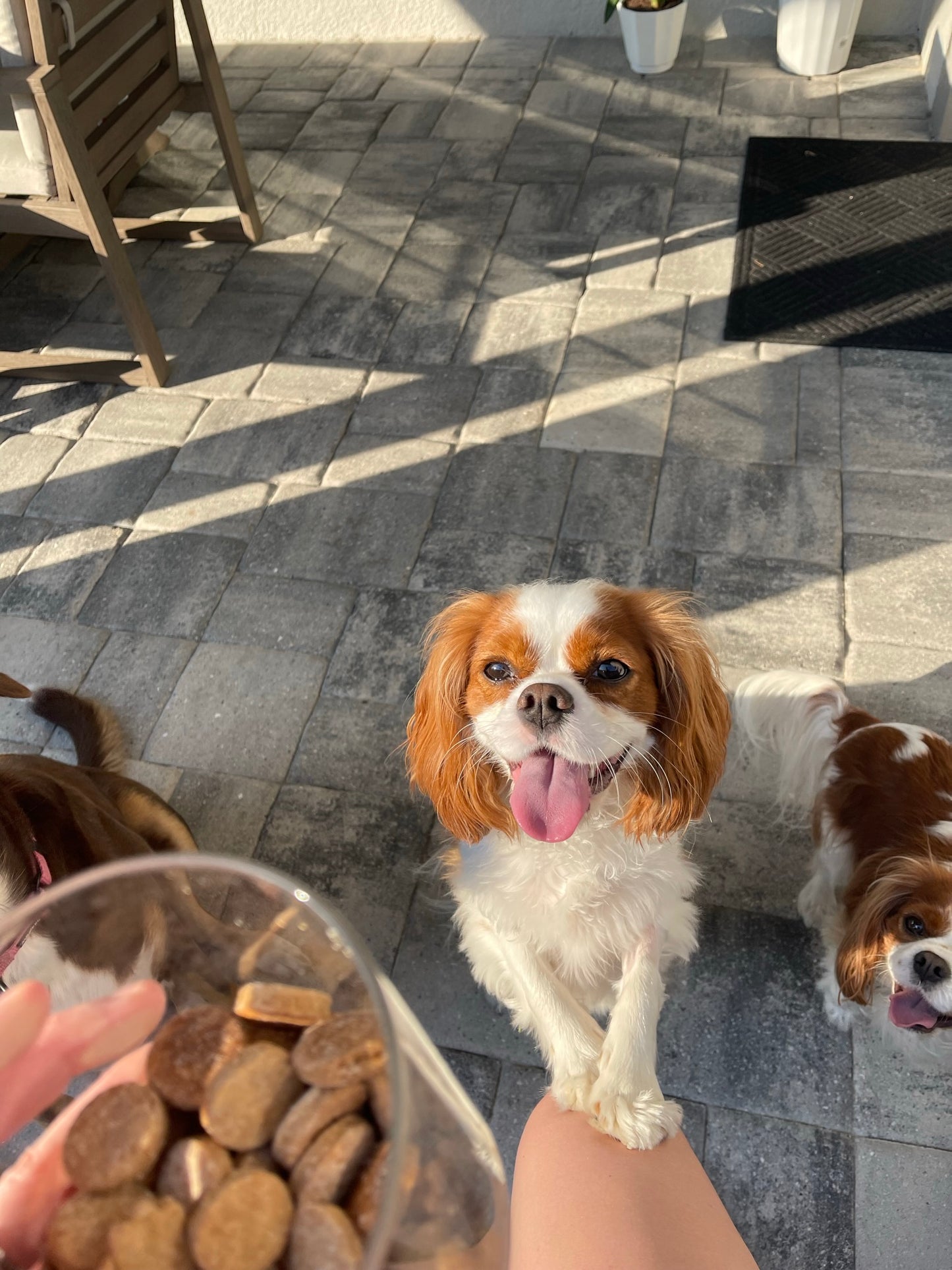 Peanut Butter Training Treats