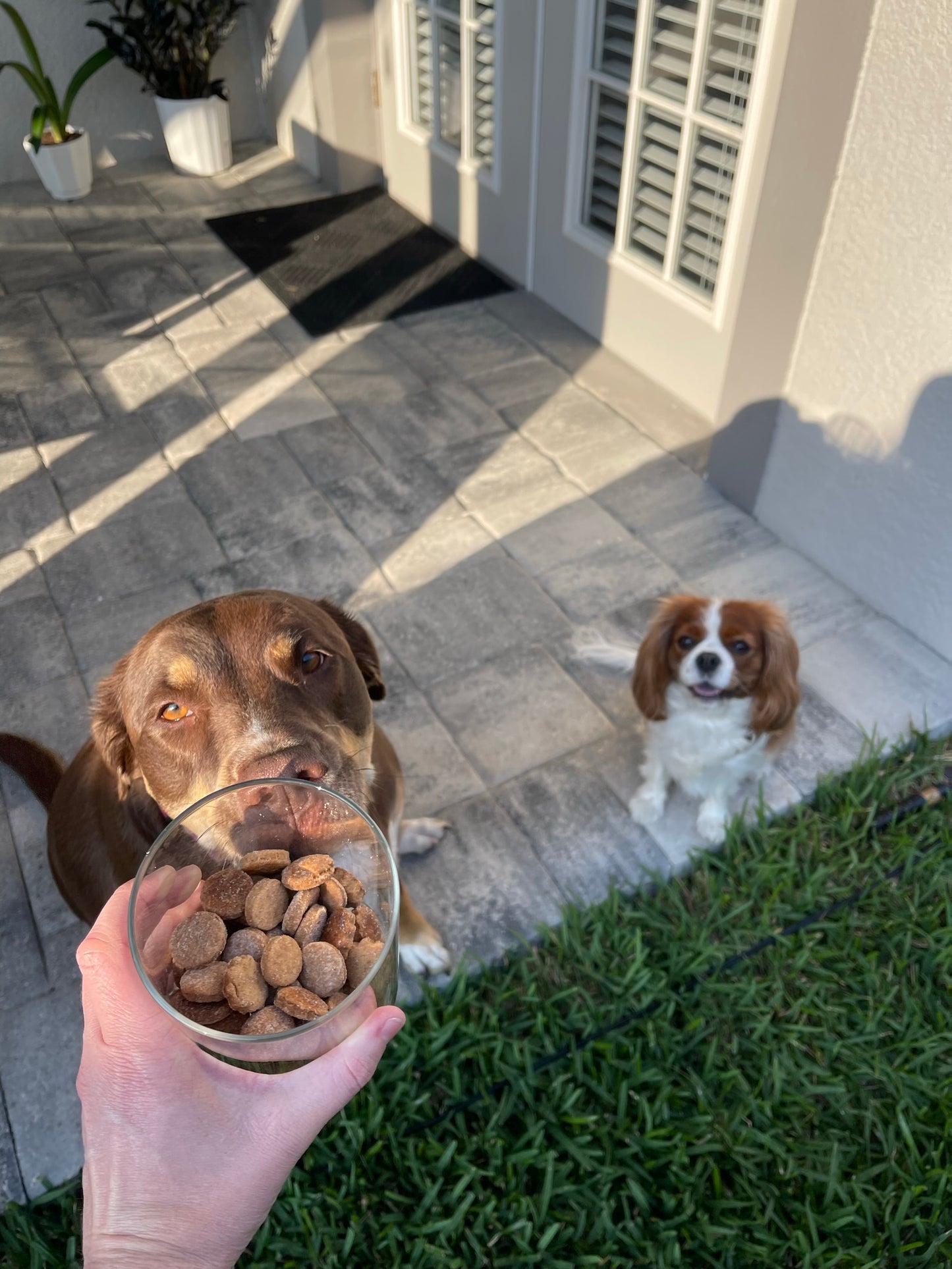 Peanut Butter Training Treats