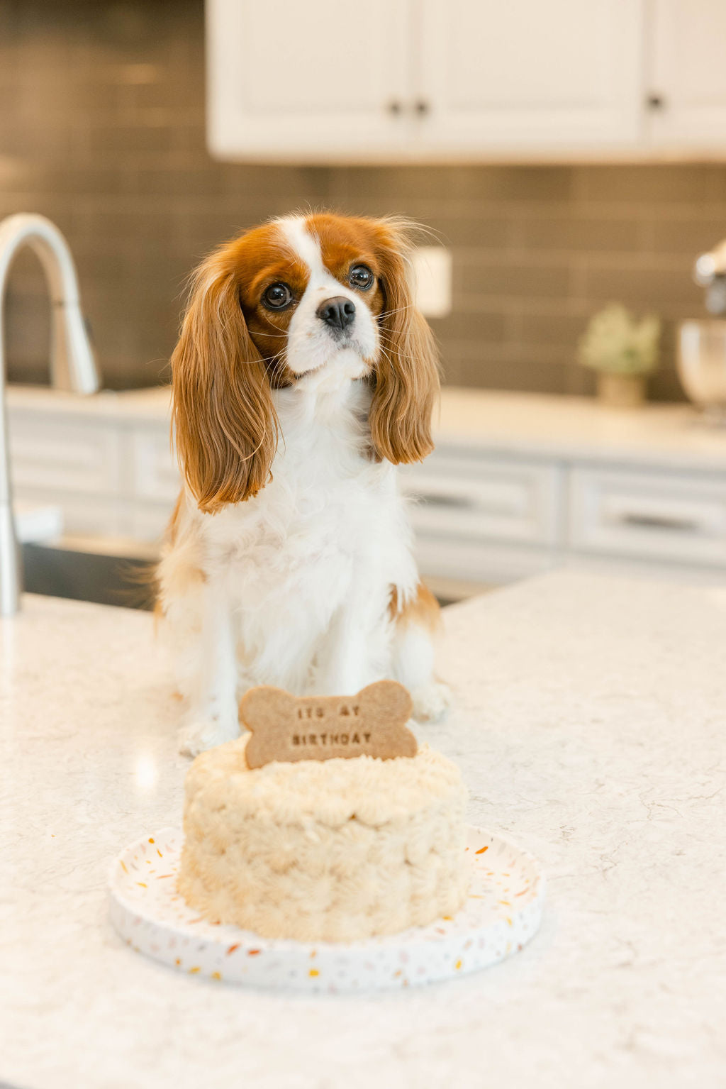 7" Dog Cake