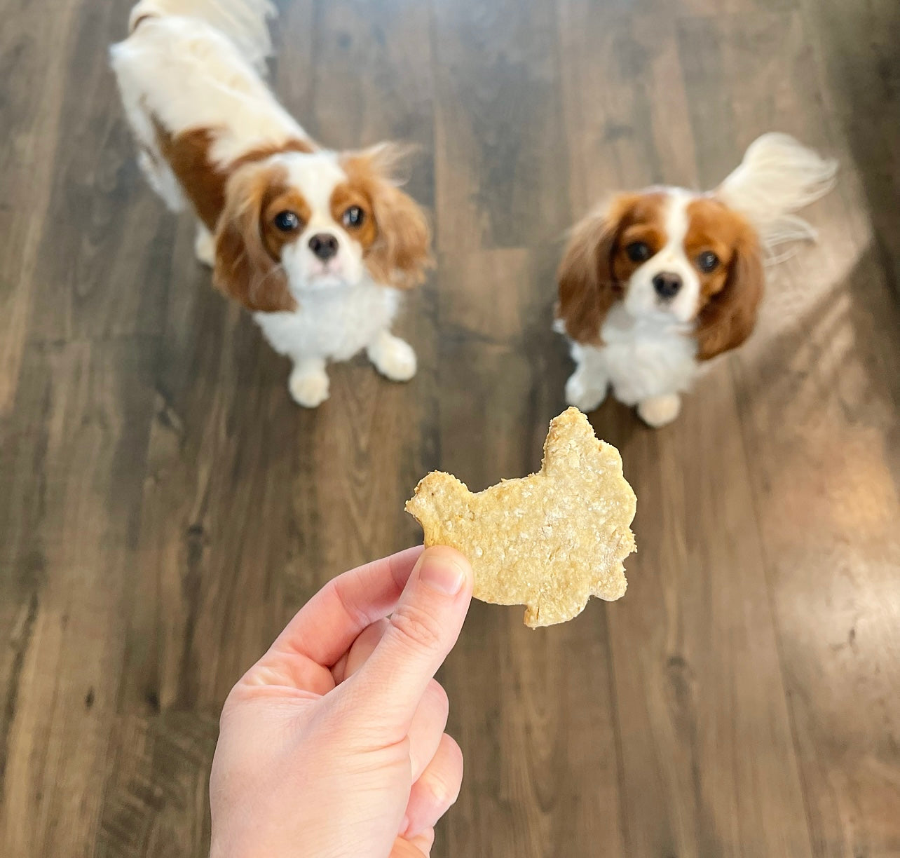 Turkey Day Biscuits