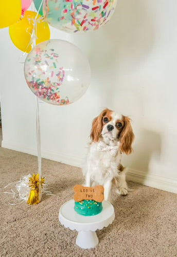 5" Dog Cake