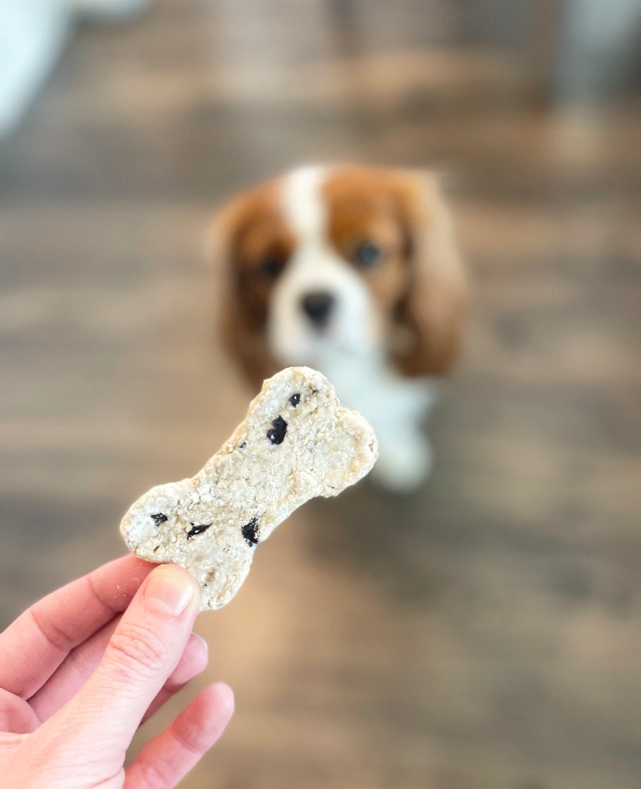 Blueberry Biscuits